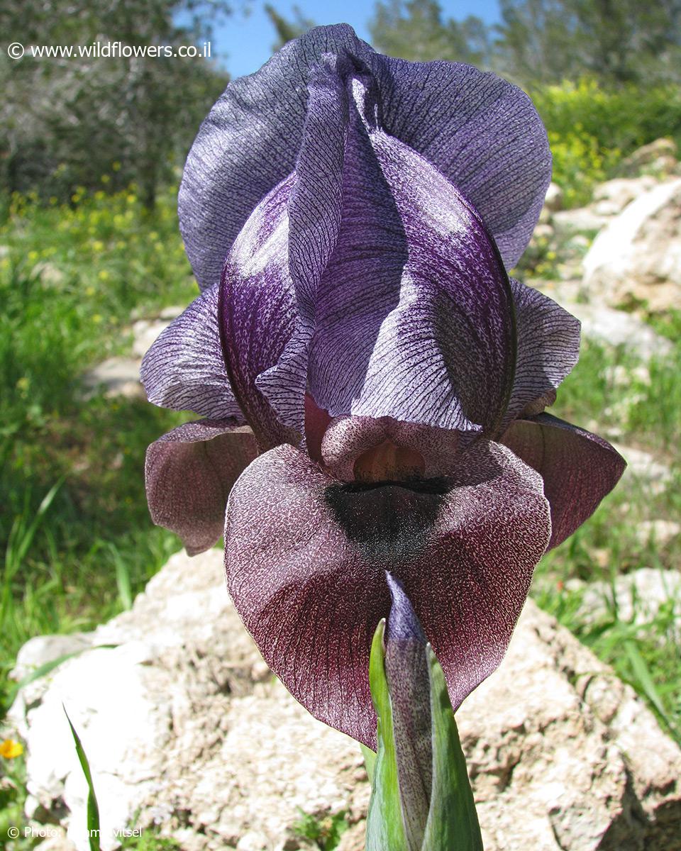 Iris haynei